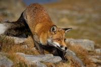 Liska obecna - Vulpes vulpes - Red Fox 2054